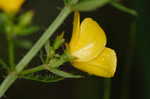 Yellow meadowbeauty